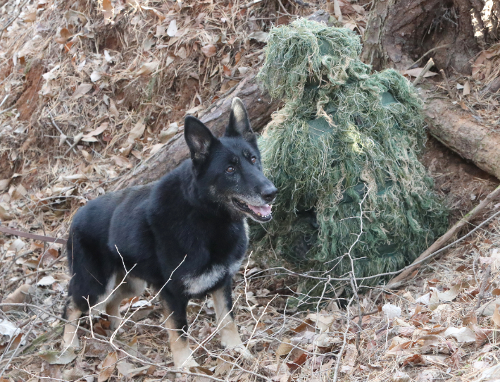육군 32보병사단이 8일 세종 금남면 사단 기동대대에서 정찰견 달관이의 은퇴식을 연 가운데 이날 오전 달관이가 탐지 및 정찰훈련을 선보이고 있다. 연합뉴스
