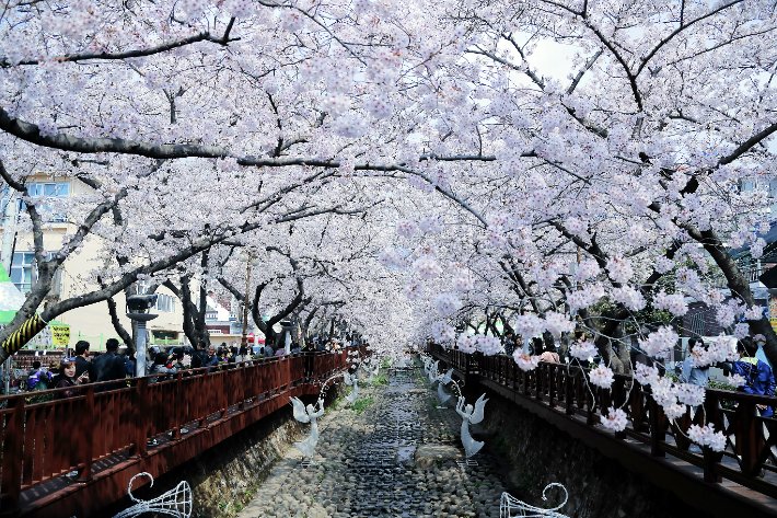 진해 여좌천. 경남도청 제공