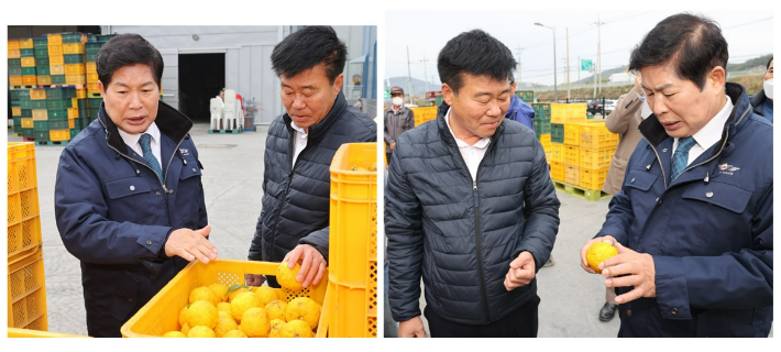 공영민 고흥군수(넥타이 맨 이)가 유자를 살펴보고 있다. 고흥군 제공