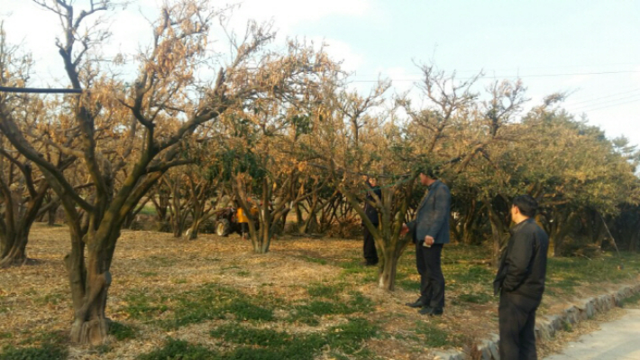 유자 재배 현장. 고흥군 유자연합회 제공