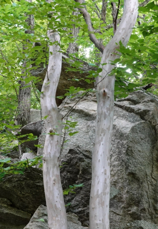 노각나무. 경남도청 제공