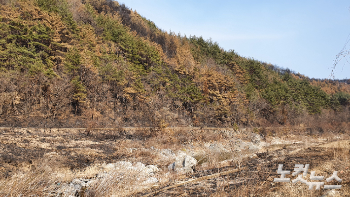 산불 피해를 입은 울진군 북면 하당리 일대 야산. 문석준 기자