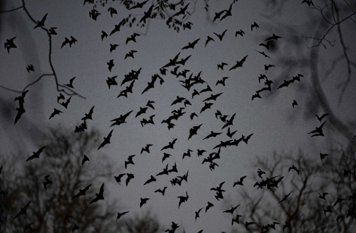 멕시코 밤하늘을 나는 박쥐. 연합뉴스