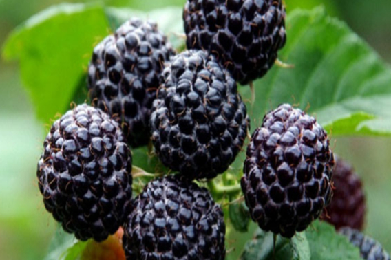 토종 복분자. 농식품부 제공