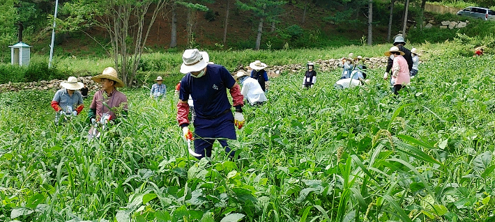 농장에서 일하고 있는 산마루예수공동체의 가족들.