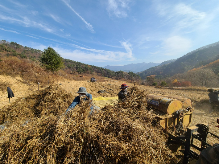 산마루예수공동체는 지난해 피땀흘린 노력으로 처음으로 약콩 1톤을 수확했다. 