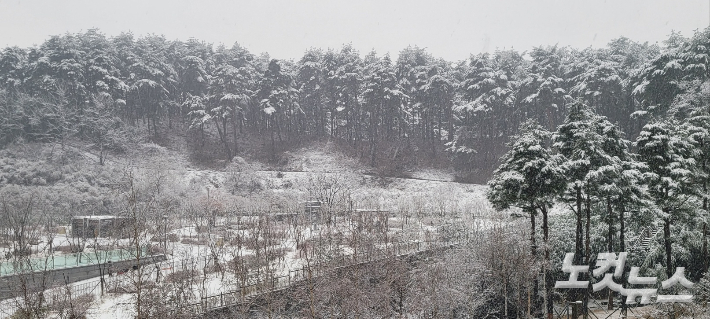 15일 강원 대부분 지역에 대설특보가 발효된 가운데 강릉지역에도 많은 눈이 내리고 있다. 전영래 기자