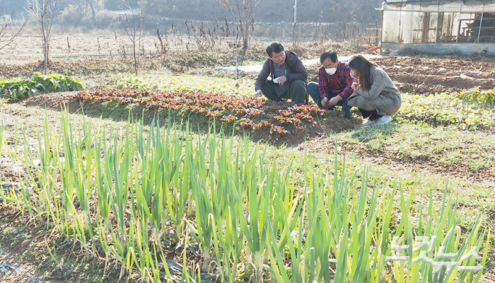 교회가 운영하는 텃밭. 성도와 주민이 직접 유기농 농산물을 키울 수 있다.