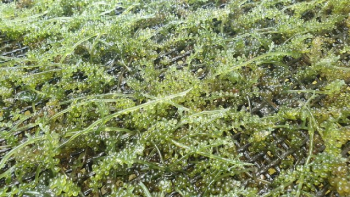 아열대 해조류인 '옥덩굴'. 경남도청 제공