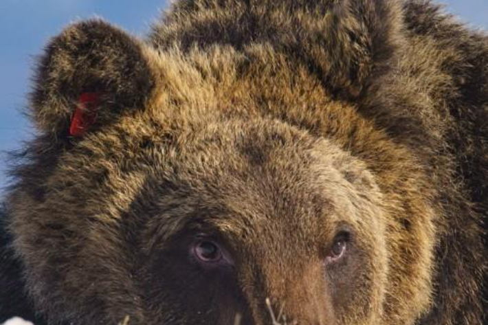 이탈리아 아브루초 주의 산간마을에 자주 출몰해 사랑을 받던 갈색 곰 유안 카리토. 연합뉴스