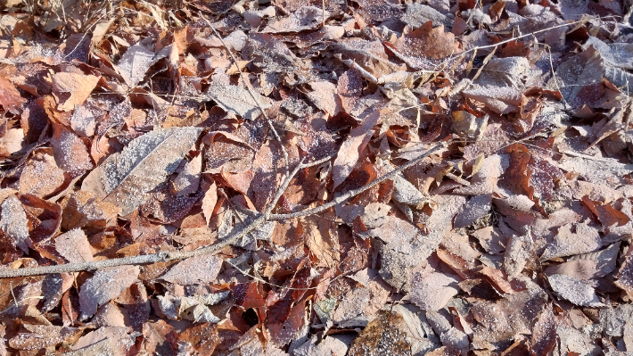 살짝 얼어있는 낙엽. 이경아 해설사 제공 