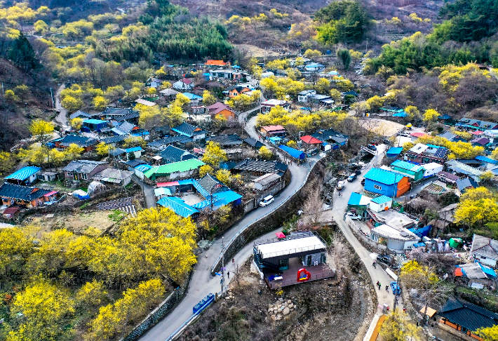 구례 산수유꽃축제 행사장 일원. 구례군 제공