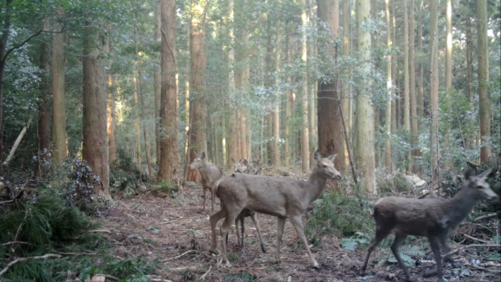 제주 서식 사슴. 국립산림과학원 제공