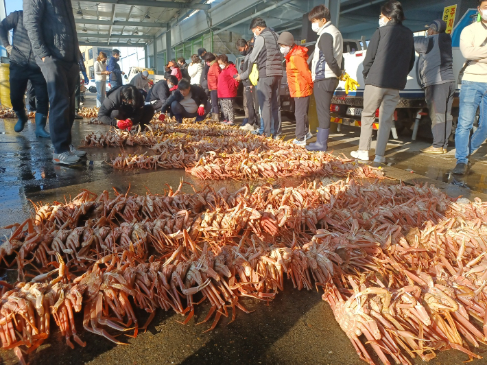 영덕대게축제를 앞두고 강구수협에 대게위판이 한창이다. 영덕군 제공