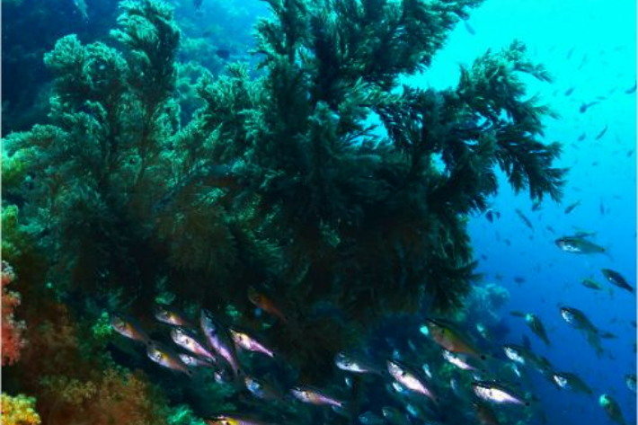 서귀포 문섬 바닷속. 제주CBS