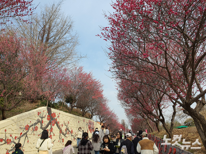 길 양쪽에 홍매화가 활짝 핀 탐매마을을 시민들이 걷고 있다. 고영호 기자