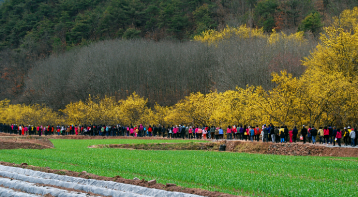 경북 의성 산수유 축제. 경상북도 제공 