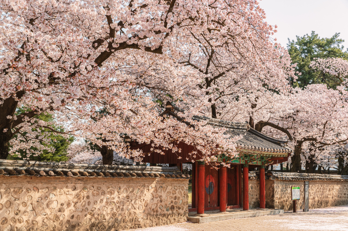 경주 대릉원 일대의 벚꽃. 경북문화관광공사 제공