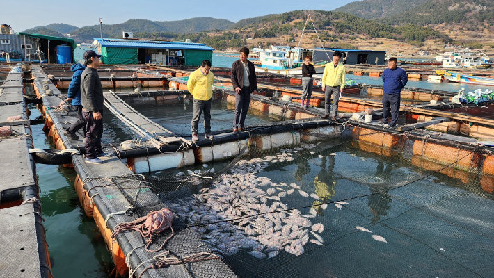 전라남도 수산당국이 물고기가 집단 폐사한 양식장을 찾아 피해 상황을 살펴보고 있다. 전라남도 제공