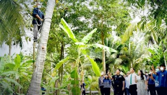 장비를 활용한 코코넛 채취 장면. 태국 네이션지 홈페이지 캡처