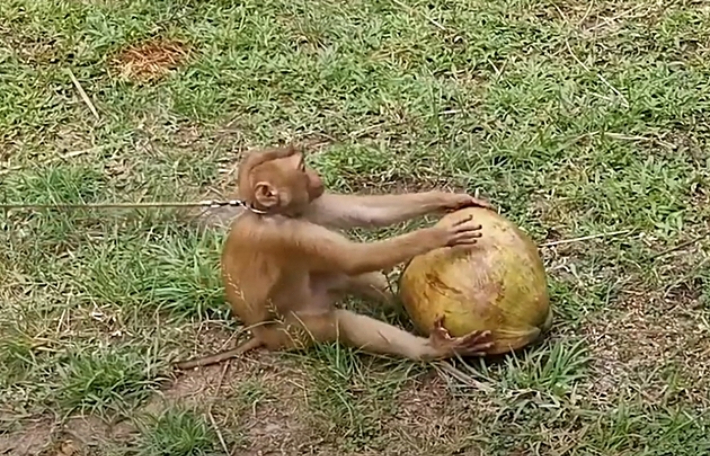 PETA Asia 유튜브 캡처