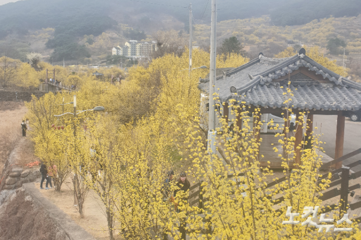 지난 11일 구례산수유꽃축제장 일대. 유대용 기자