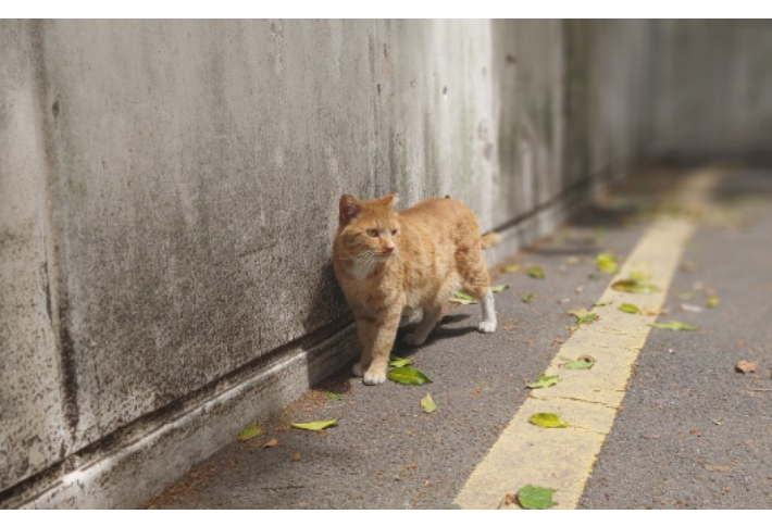 고양이, 해당 기사와 직접적 관련 없음. 동물문화네트워크 제공 