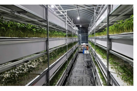 스마트 팜 전문기업인 ㈜파미의 수경재배 농장. 파미 제공