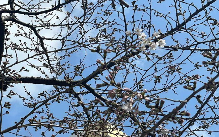 '102년 만에 가장 이르게 찾아온 봄' 부산 벚꽃 개화