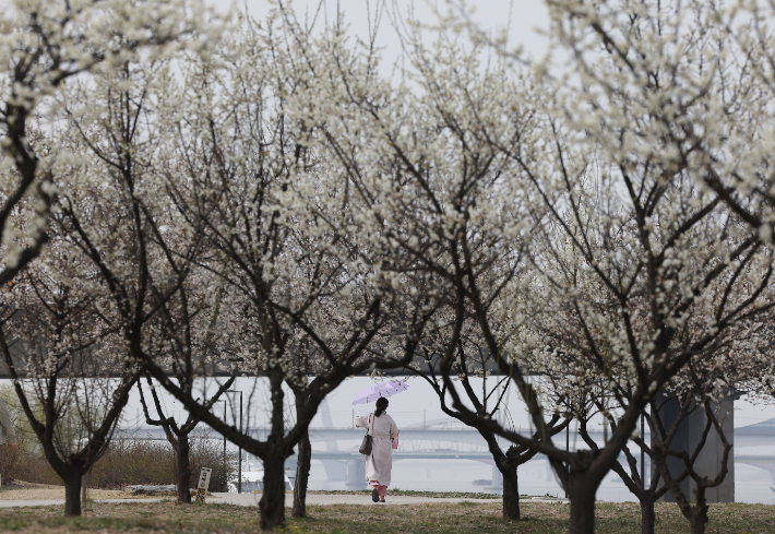 따뜻한 봄 날씨를 보이는 22일 오후 서울 여의도 한강공원에 매화가 피어 있다. 연합뉴스