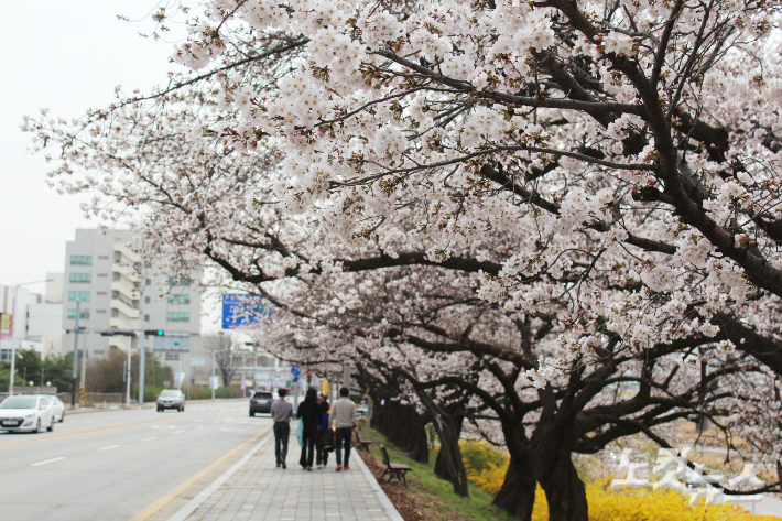 24일 벚꽃이 개화한 청주시 무심천변에서 시민들이 산책을 즐기고 있다. 최범규 기자