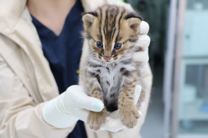 광주광역시 야생동물구조센터가 구조한 삵. 광주광역시 야생동물구조센터 제공