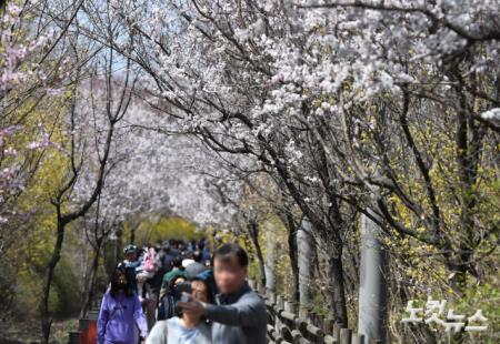 일주일 앞으로 다가온 여의도 벚꽃축제
