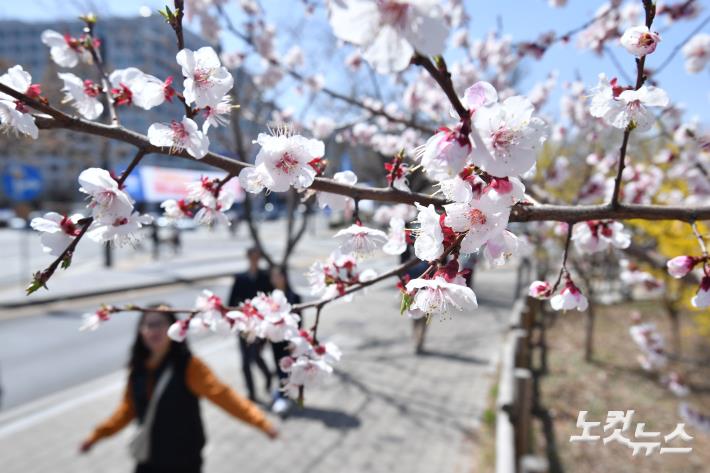 서울에 벚꽃 