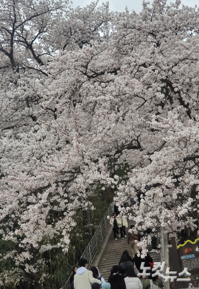 지난 26일 강릉 남산공원에 벚꽃이 활찍 피면서 시민들이 꽃구경에 나섰다. 전영래 기자
