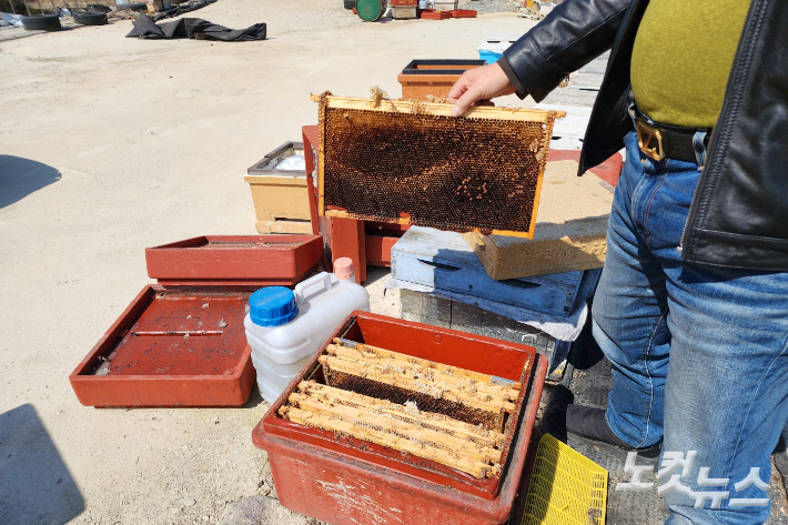 벌통에 살던 꿀벌 대부분이 폐사했거나 사라졌다. 박요진 기자