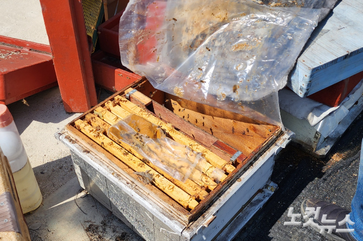 벌통에 살던 꿀벌 대부분이 폐사했거나 사라졌다. 박요진 기자
