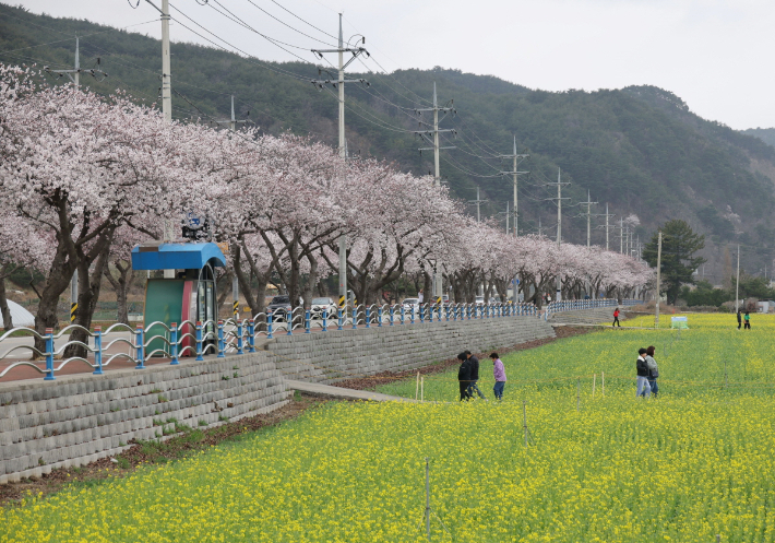 벚꽃과 어우러진 유채꽃. 삼척시 제공