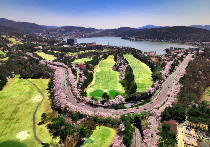 경주보문관광단지 벚꽃전경. 경북문화관광공사 제공