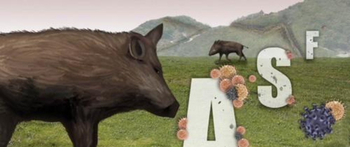 아프리카돼지열병(ASF). 연합뉴스