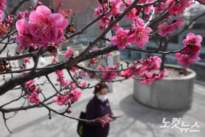 서울에 봄을 알리는 꽃들이 피어 있다. 류영주 기자