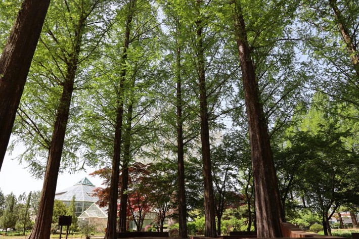 강원도립화목원 메타세콰이어 숲 전경. 강원도 제공 