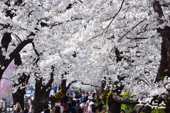 온화한 날씨로 벚꽃의 개화시기가 빨라진 가운데 31일 서울 여의서로(윤중로) 벚꽃길에 시민들이 봄 정취를 느끼며 거리를 걷고 있다.