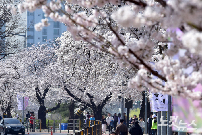 주말 '벚꽃 절정' 매우 포근…다음주 화~수 전국에 단비 소식