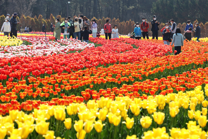 지난해 열린 튤립축제. 신안군 제공 