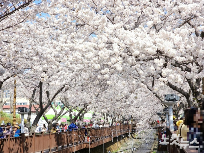 진해군항제 여좌천. 이상현 기자