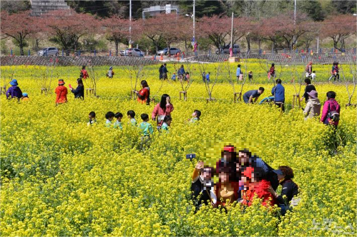 지난 2019년 삼척 유채꽃  축제장을 찾은 상춘객들이 기념사진을 찍고 있는 모습. 삼척시 제공