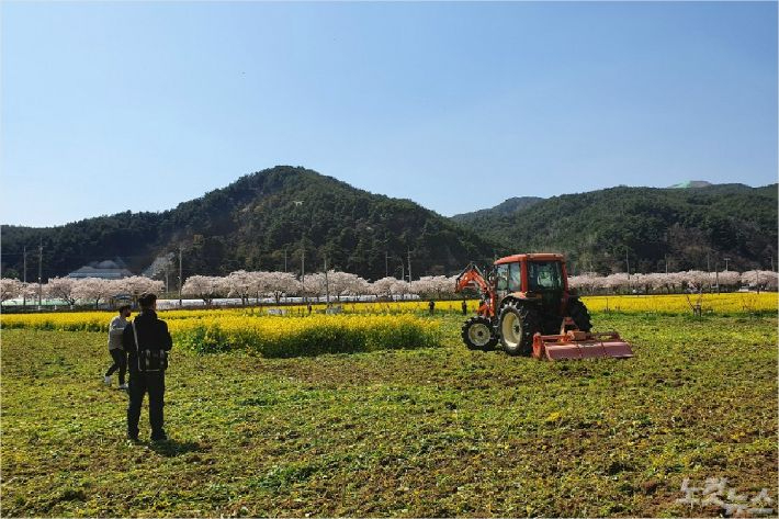 삼척시는 지난 2020년 4월 코로나19 확산방지 차원에서 상춘객들의 발길을 끊기 위해 봄꽃 명소인 유채꽃밭을 통째로 갈아엎었다. 삼척시 제공