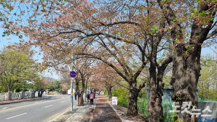 7일 오전 11시쯤 서울 영등포구 여의도 윤중로 벚꽃길에 꽃잎이 떨어진 벚꽃나무들이 줄지어 선 모습이다. 양형욱 기자