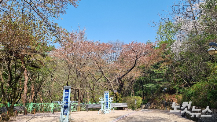 벚꽃축제가 시작되는 전날인 7일 서울 종로구 삼청공원 벚꽃나무들은 이미 꽃잎을 떨어뜨렸다. 양형욱 기자